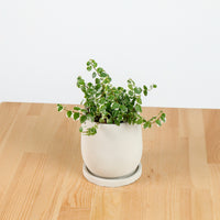 Ficus Pumila Variegata in Oval Concrete