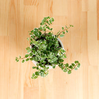 Ficus Pumila Variegata in Oval Concrete