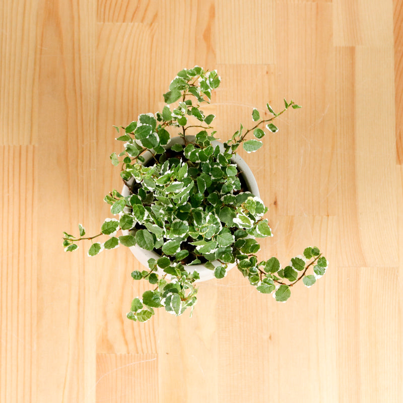 Ficus Pumila Variegata in Oval Concrete
