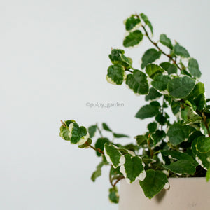 Ficus Pumila Variegata in Oval Concrete