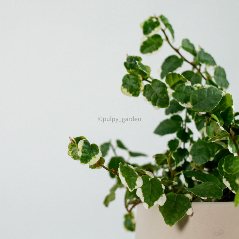Ficus Pumila Variegata in Oval Concrete