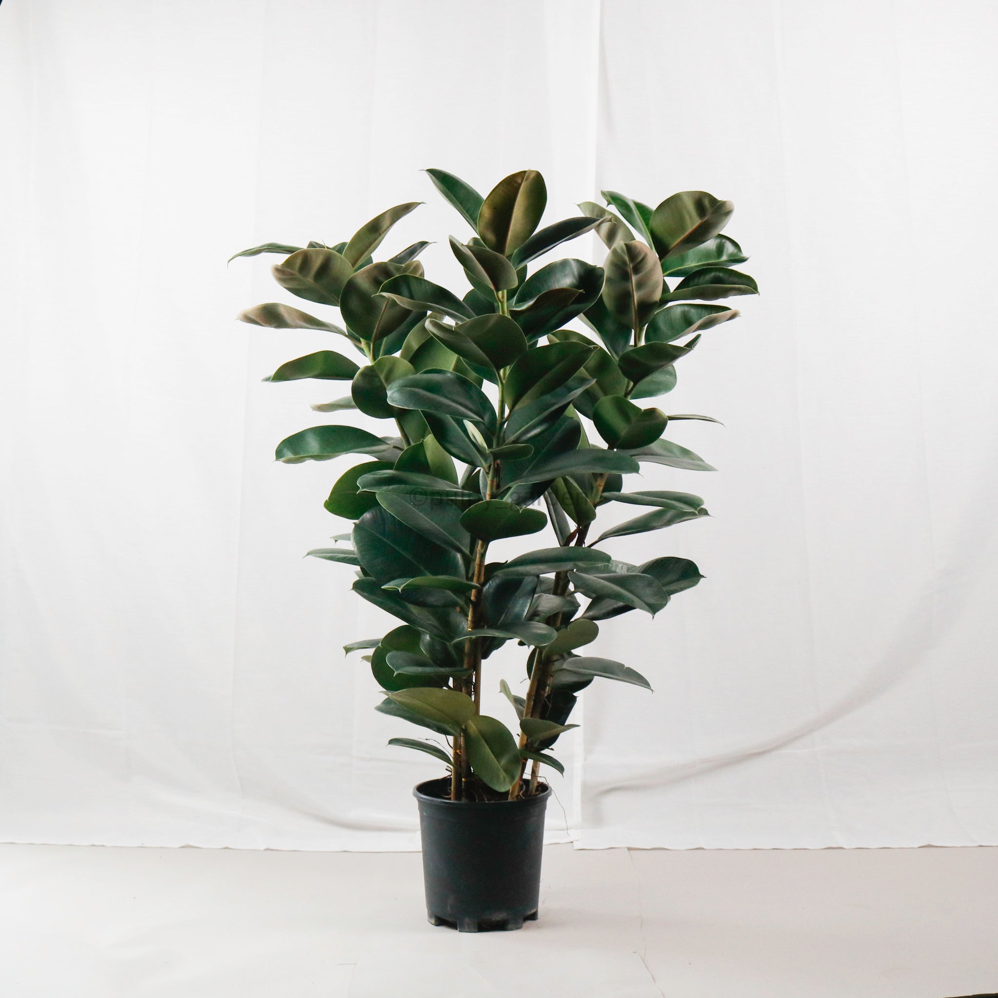 rubber tree pot size Large Green Rubber Tree Plant 80CM (3in1) in nursery grow pot – Pulpy Garden