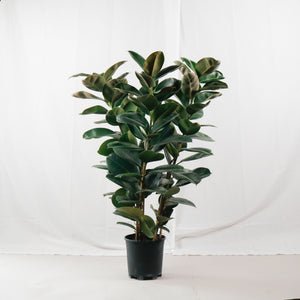 Large Green Rubber Tree Plant 125CM (3in1) in nursery grow pot