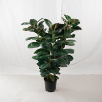 Large Green Rubber Tree Plant 125CM (3in1) in nursery grow pot