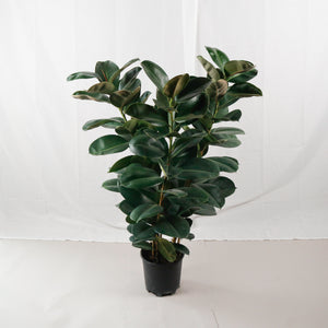 Large Green Rubber Tree Plant 125CM (3in1) in nursery grow pot