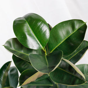 Large Green Rubber Tree Plant 80CM (3in1) in nursery grow pot