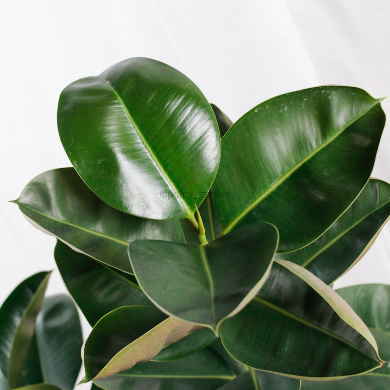 Large Green Rubber Tree Plant 125CM (3in1) in nursery grow pot