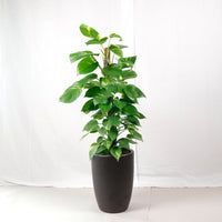 Large Money Plant (130cm) in Black Rustic Planter