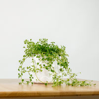 Pilea depressa ‘Baby Tears’ in Oriental