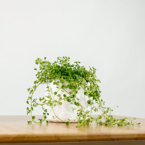 Pilea depressa ‘Baby Tears’ in Oriental