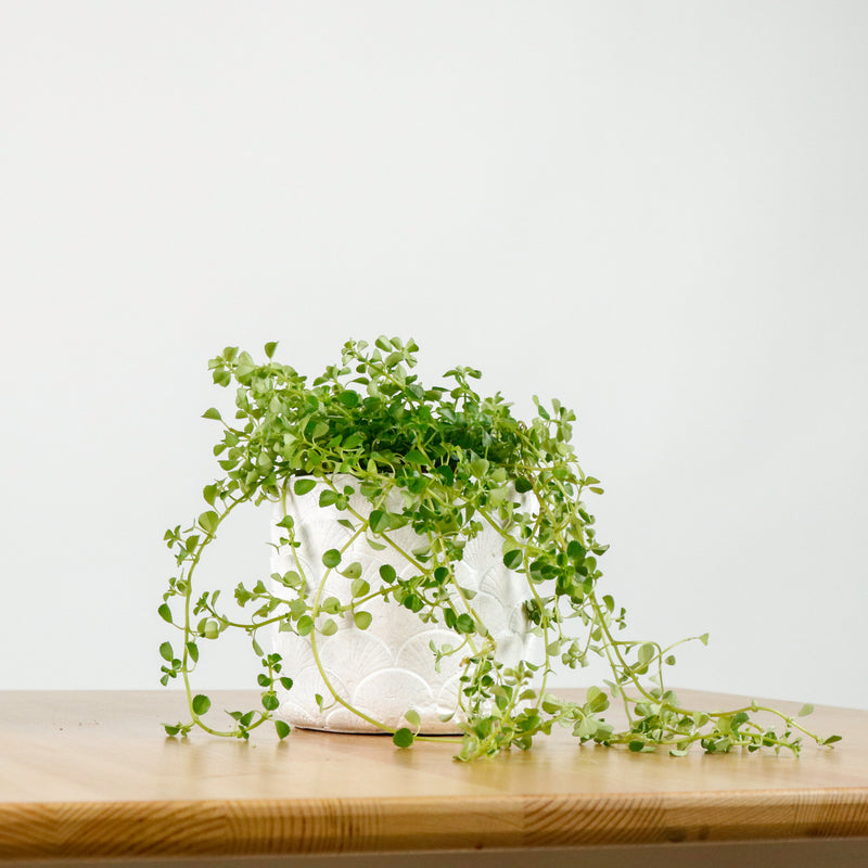 Pilea depressa ‘Baby Tears’ in Oriental