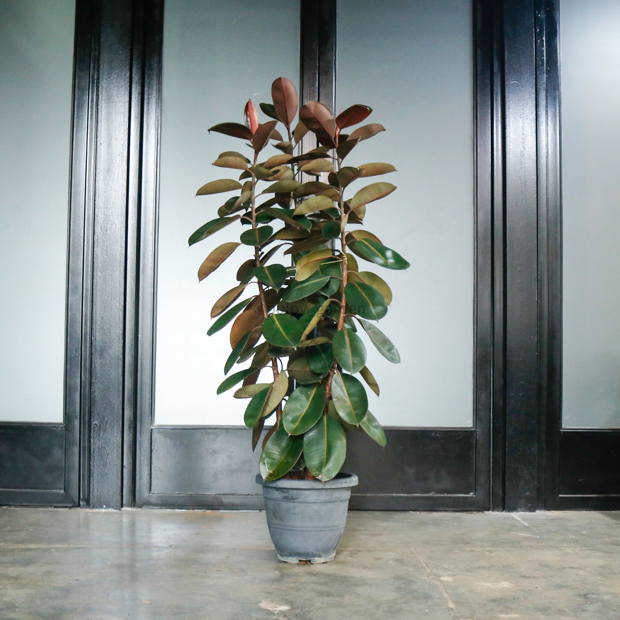 burgundy ficus elastica plant pot Large Burgundy Rubber Tree Plant 200cm (3in1) in nursery grow pot – Pulpy Garden