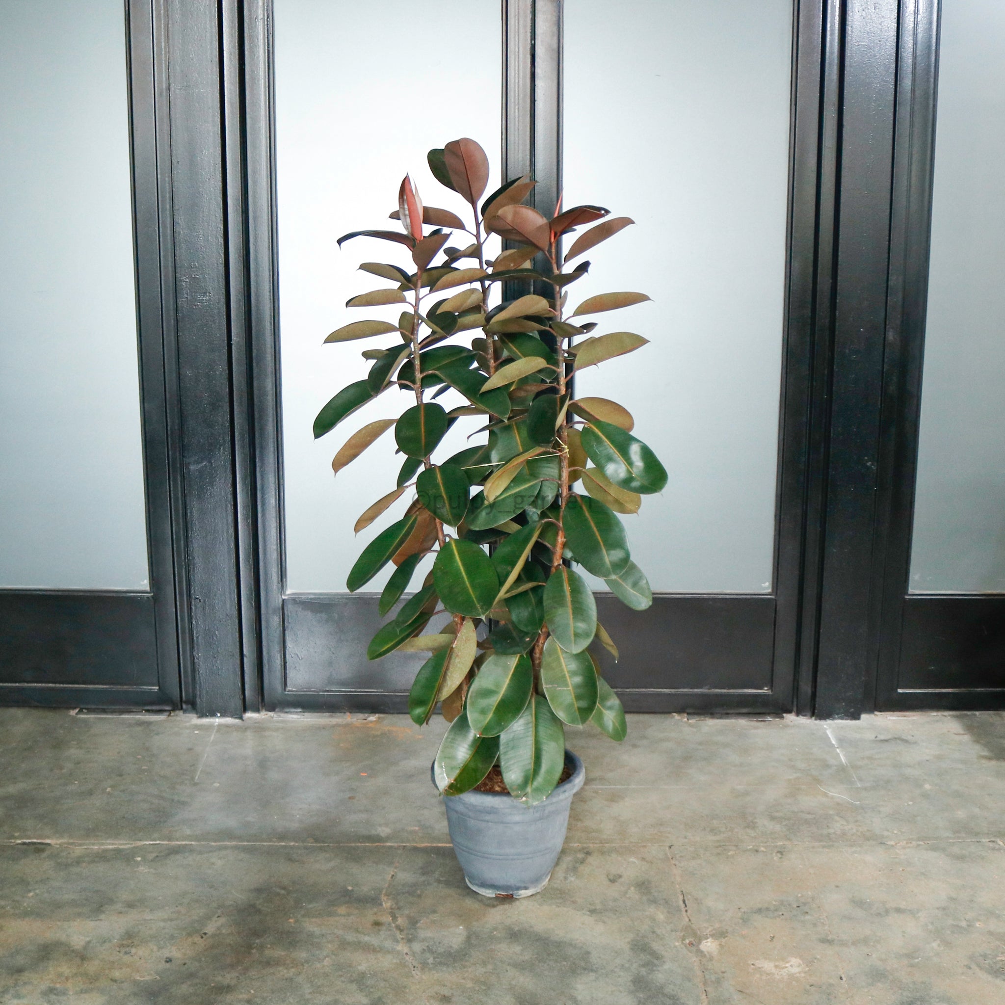 burgundy rubber tree outdoors Large Burgundy Rubber Tree Plant 200cm (3in1) in nursery grow pot – Pulpy Garden