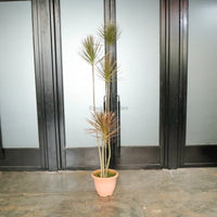 Large Dracaena Marginata Tricolor (250cm) in Nursery Grow Pot