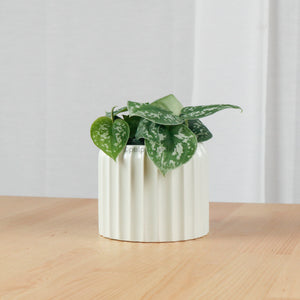 Scindapsus pictus ‘silver pothos' in Baby Mint