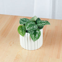 Scindapsus pictus ‘silver pothos' in Baby Mint