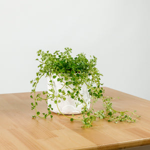 Pilea depressa ‘Baby Tears’ in Oriental