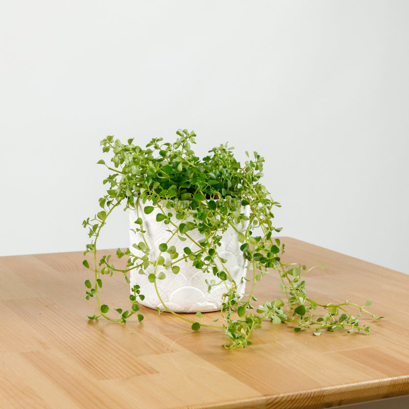 Pilea depressa ‘Baby Tears’ in Oriental