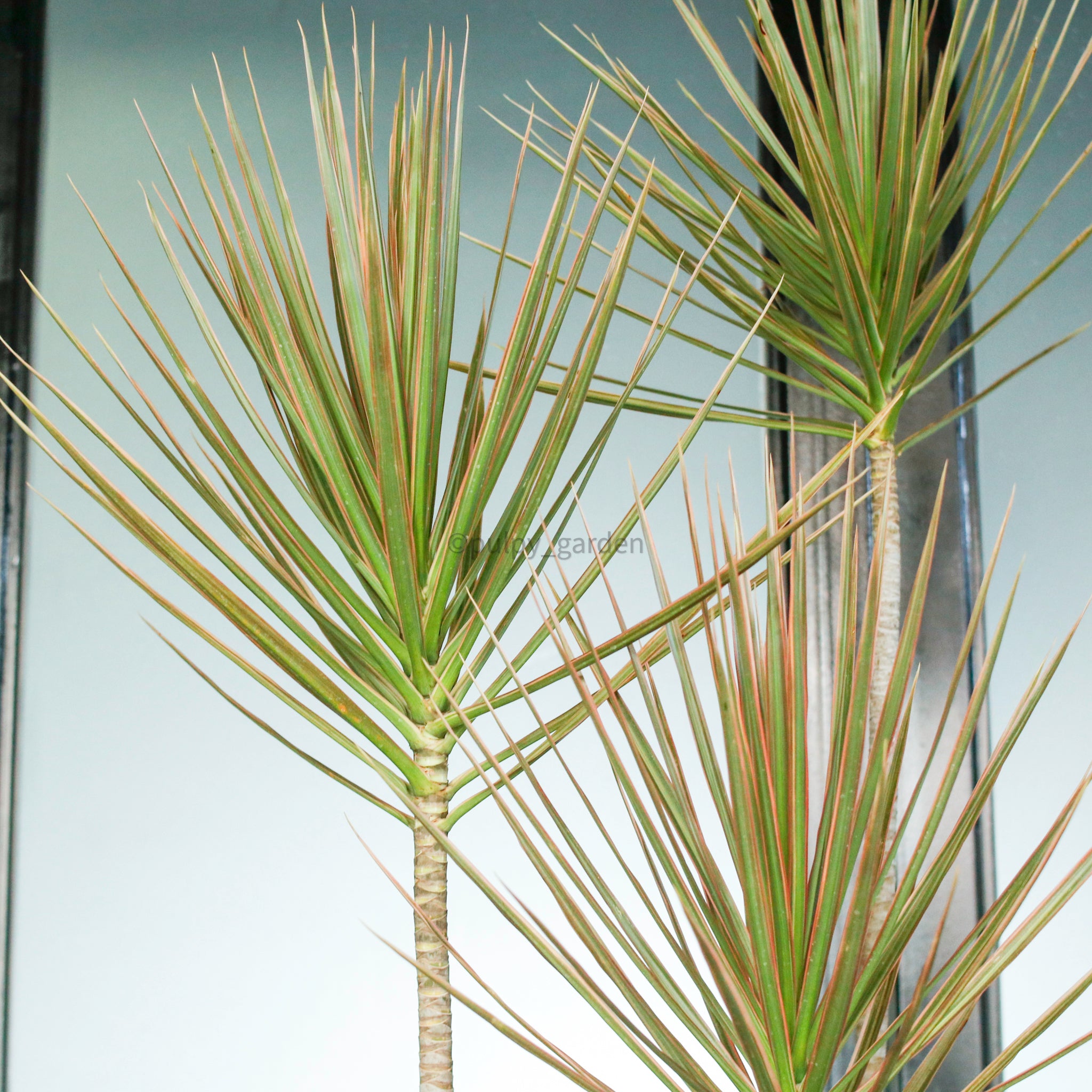 dracaena marginata tricolour Large Dracaena Marginata Tricolor (203cm) in Nursery Grow Pot – Pulpy Garden