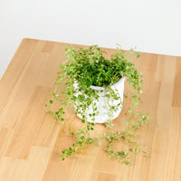 Pilea depressa ‘Baby Tears’ in Oriental