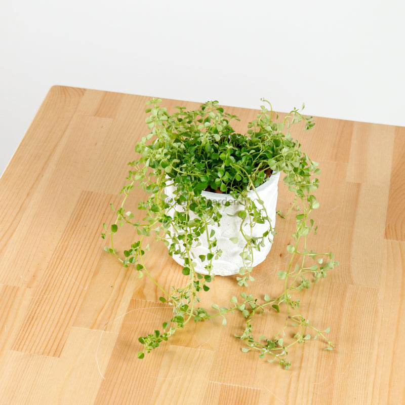 Pilea depressa ‘Baby Tears’ in Oriental