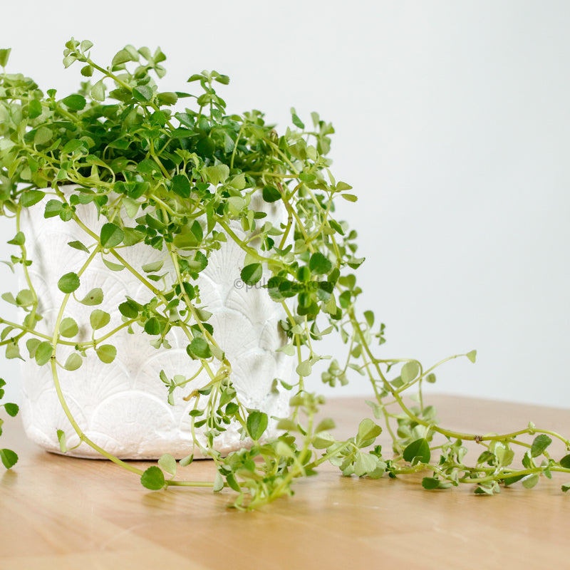 Pilea depressa ‘Baby Tears’ in Oriental