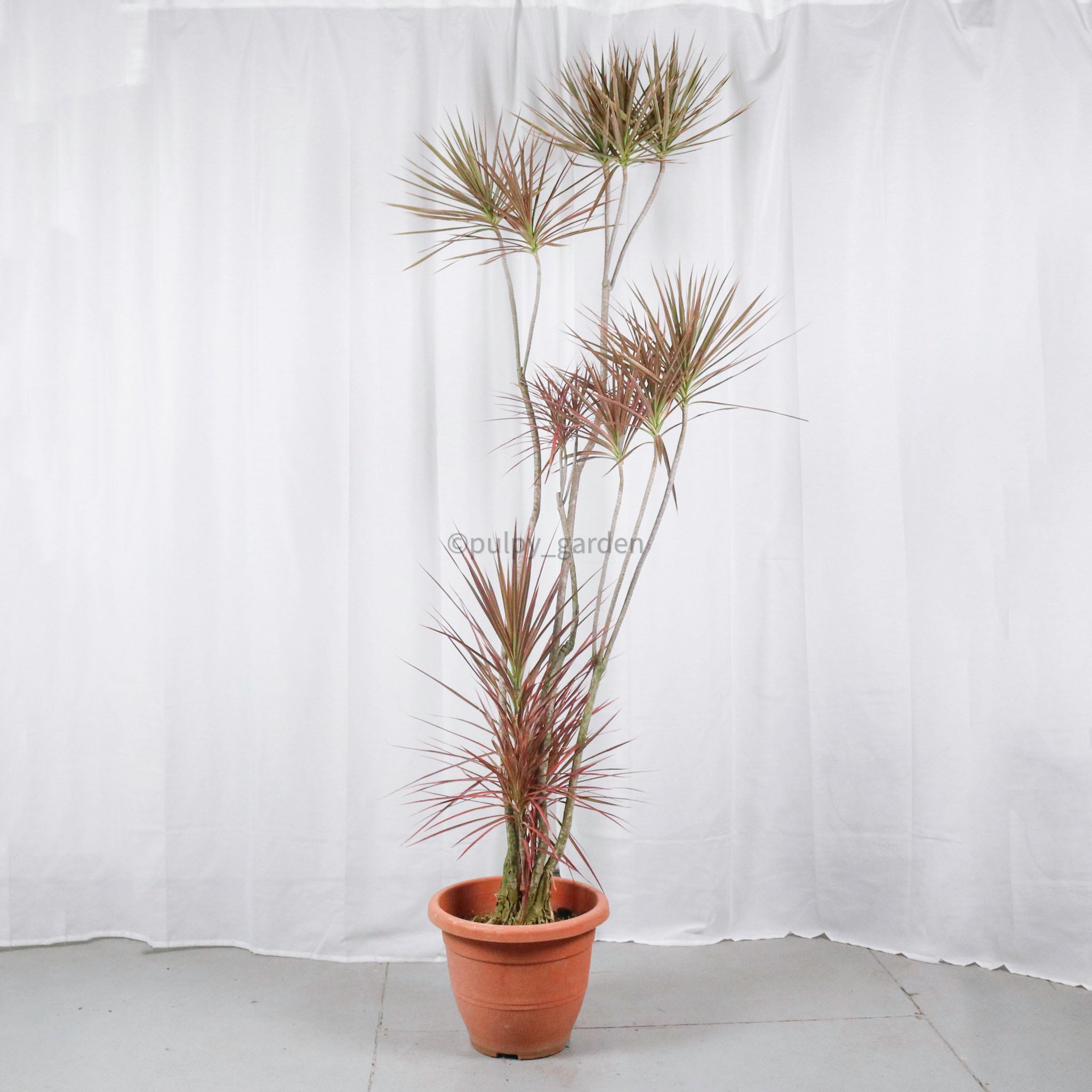 indoor dracaena marginata tricolor Large Dracaena Marginata Tricolor (203cm) in Nursery Grow Pot – Pulpy Garden