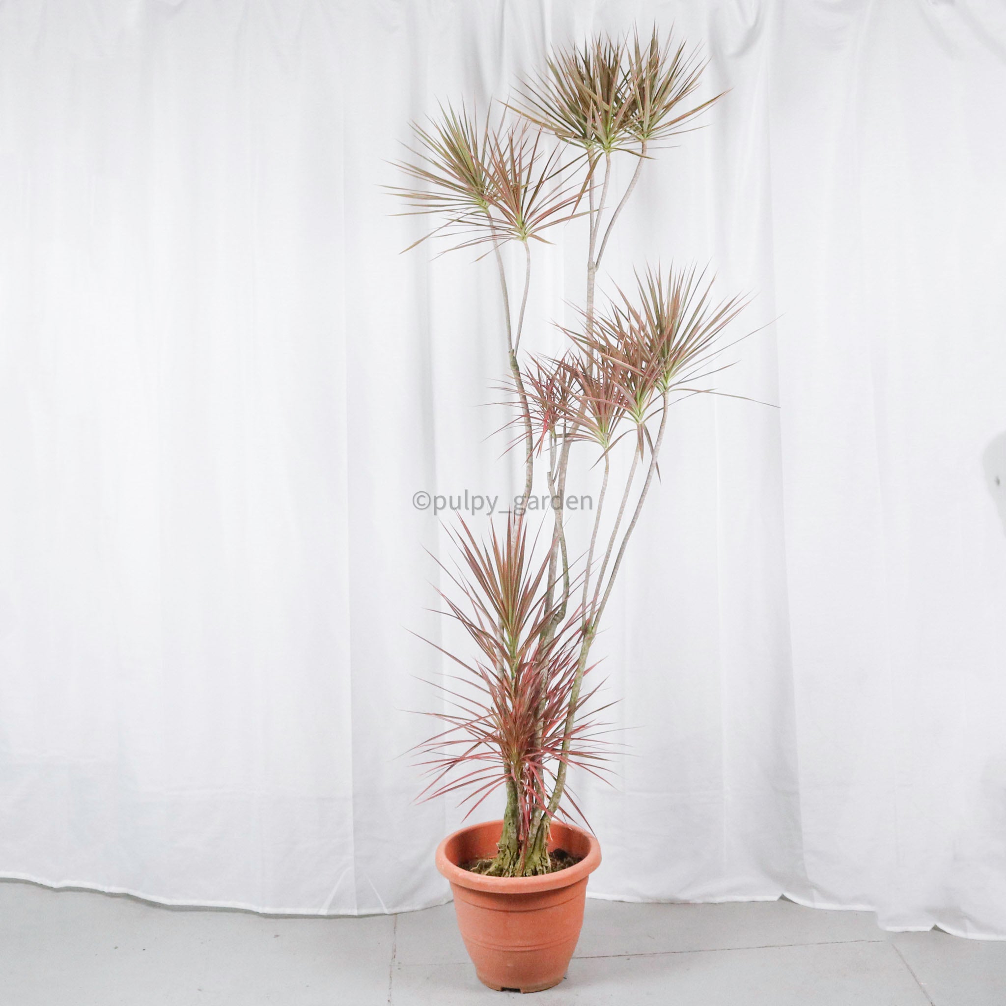 dracaena tricolour Large Dracaena Marginata Tricolor (203cm) in Nursery Grow Pot – Pulpy Garden