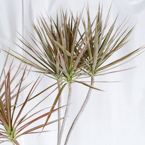 Large Dracaena Marginata Tricolor (250cm) in Nursery Grow Pot