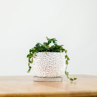 Ficus Pumila "Green Sunny" in Concrete Floral