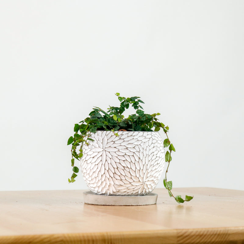 Ficus Pumila "Green Sunny" in Concrete Floral
