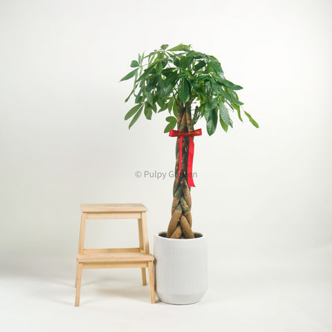 ikea sansevieria plant Sansevieria Trifasciata Moonshine in Designer Planter – Pulpy Garden