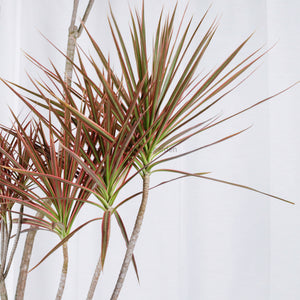 Large Dracaena Marginata Tricolor (258cm) in Nursery Grow Pot