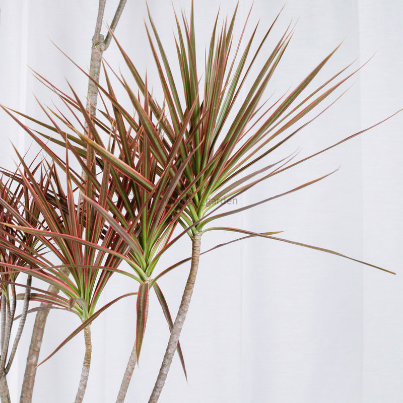 Large Dracaena Marginata Tricolor (250cm) in Nursery Grow Pot