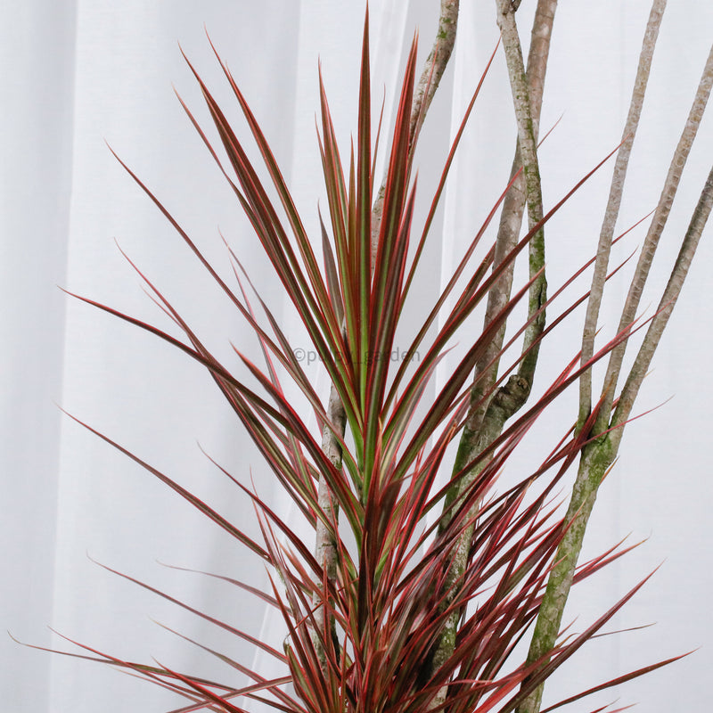 Large Dracaena Marginata Tricolor (258cm) in Nursery Grow Pot