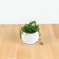 Ficus Pumila "Green Sunny" in Concrete Floral