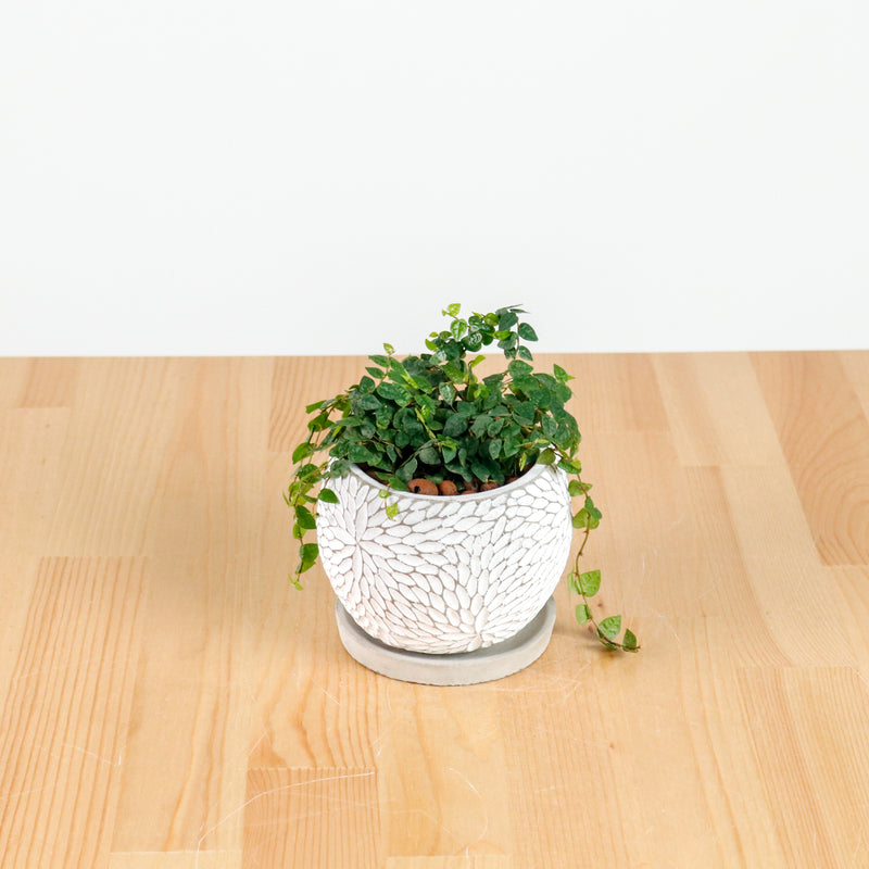 Ficus Pumila "Green Sunny" in Concrete Floral