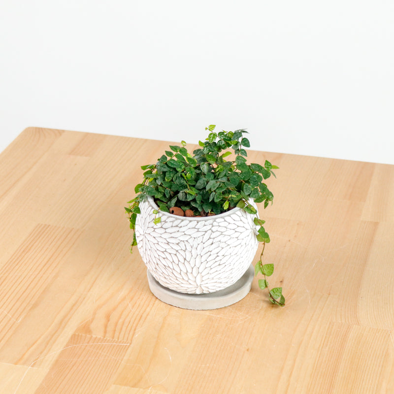 Ficus Pumila "Green Sunny" in Concrete Floral
