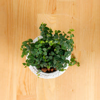Ficus Pumila "Green Sunny" in Concrete Floral