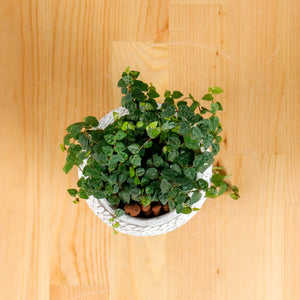 Ficus Pumila "Green Sunny" in Concrete Floral
