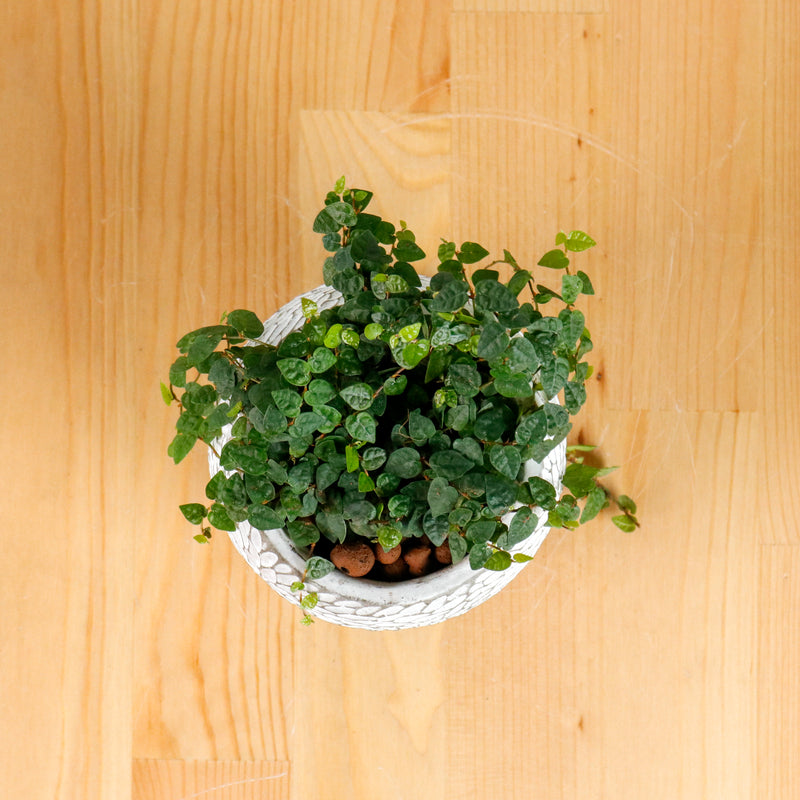 Ficus Pumila "Green Sunny" in Concrete Floral