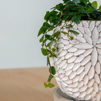 Ficus Pumila "Green Sunny" in Concrete Floral