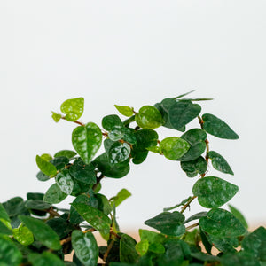 Ficus Pumila "Green Sunny" in Concrete Floral