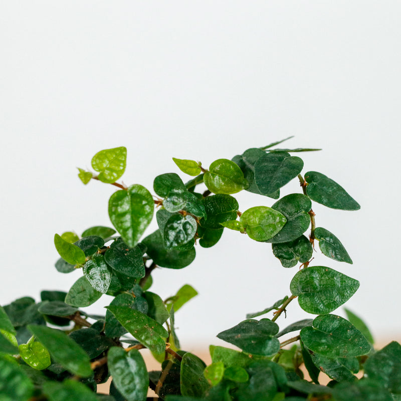 Ficus Pumila "Green Sunny" in Concrete Floral