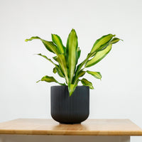 Dracaena Fragrans Burley in Aura Planter