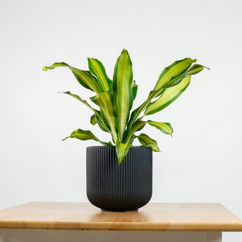 Dracaena Fragrans Burley in Aura Planter