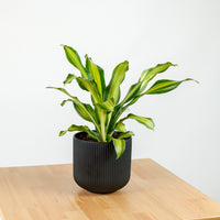 Dracaena Fragrans Burley in Aura Planter