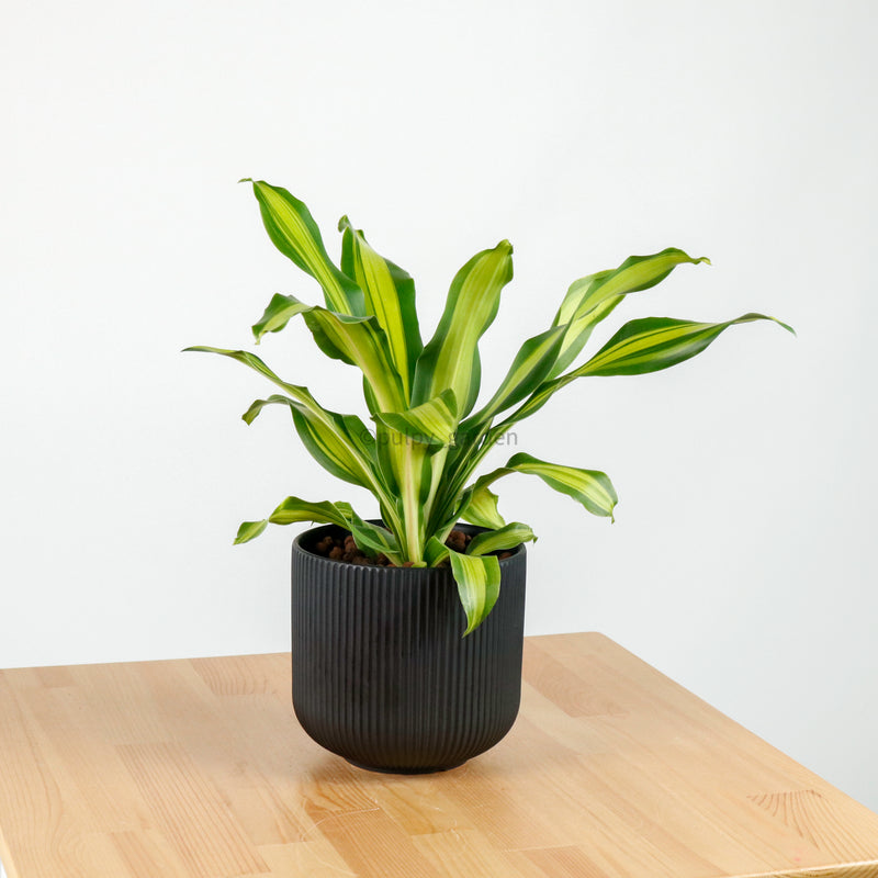Dracaena Fragrans Burley in Aura Planter