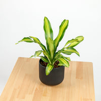 Dracaena Fragrans Burley in Aura Planter