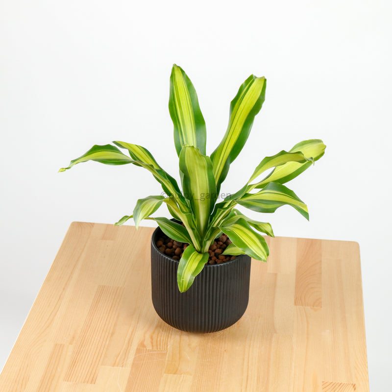 dracaena burley Dracaena Fragrans Burley in Aura Planter – Pulpy Garden